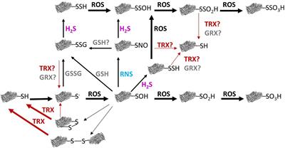 Thioredoxin Network in Plant Mitochondria: Cysteine S-Posttranslational Modifications and Stress Conditions